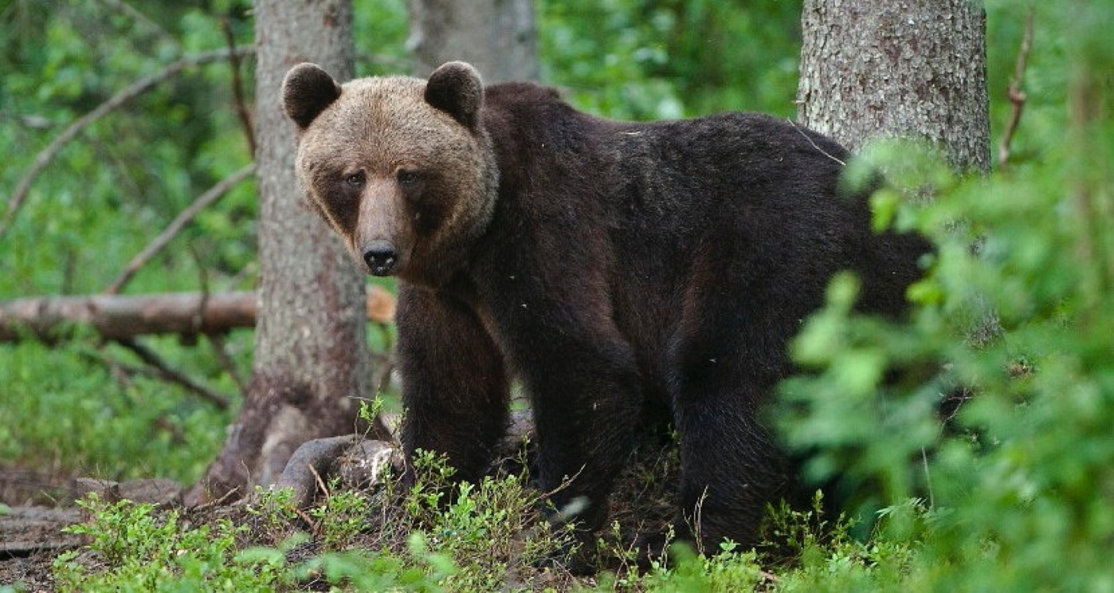 wildlife tours estonia