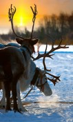 Christmas in Lapland 