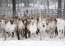 Lapland Tour of ROVANIEMI, KEMI & RUKA 5 Days/ 4 nights January - March 